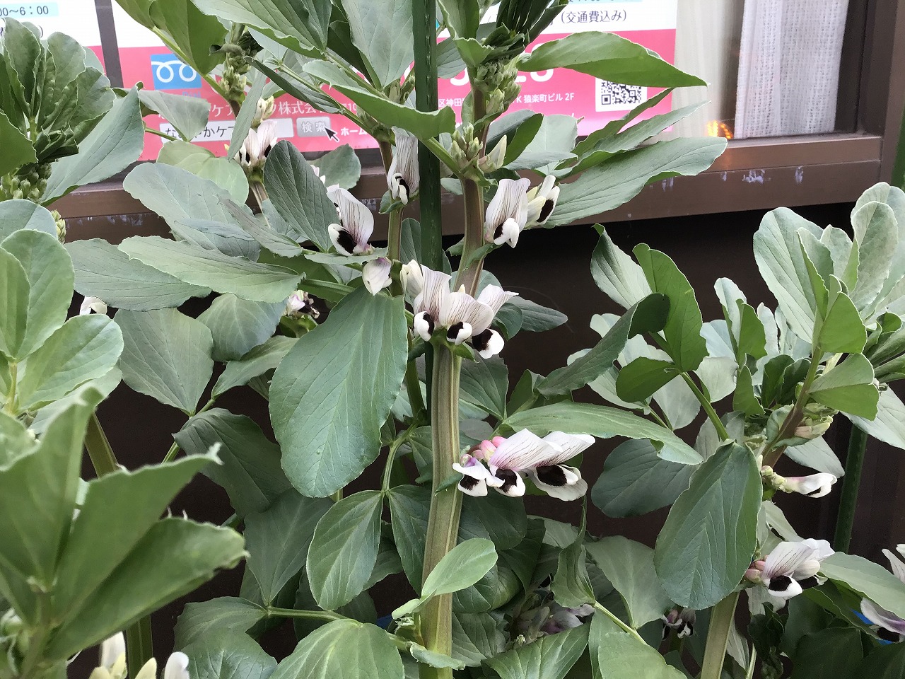 令和3年3月12日 そら豆の花 なごやかニュース デイサービスセンター なごやか練馬 東京都練馬区 令和3年3月12日 そら豆の花 なごやかニュース デイサービスセンター なごやか練馬 東京都練馬区